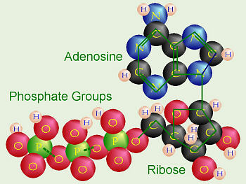 Sistemi energetici: aerobico, anaerobico lattacido e alattacido