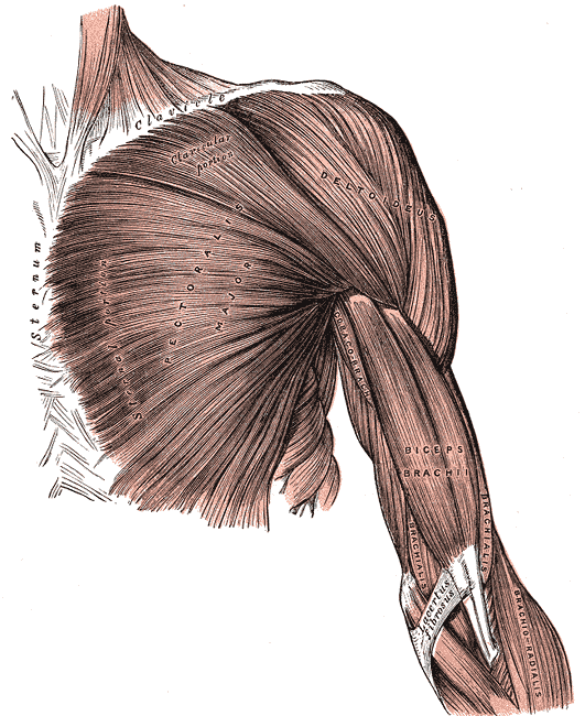 Muscoli: Grande Pettorale