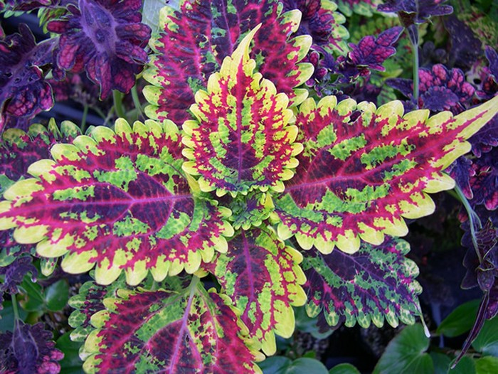 Coleus forskohlii, il bruciagrassi naturale