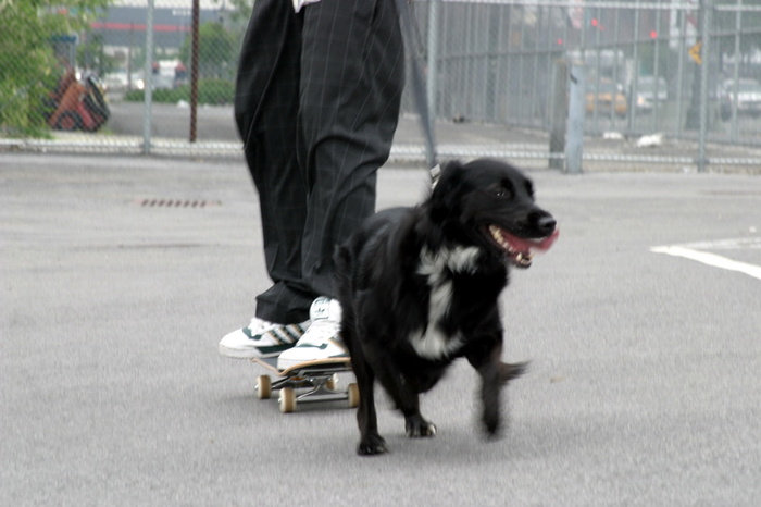 Dog Walking, allenarsi con il cane