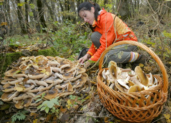 Passeggiata fuori porta tra funghi e trekking