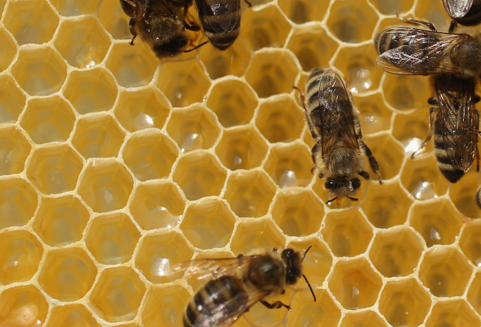 Miele, le proprietà contro insonnia e i piccoli disturbi stagionali  