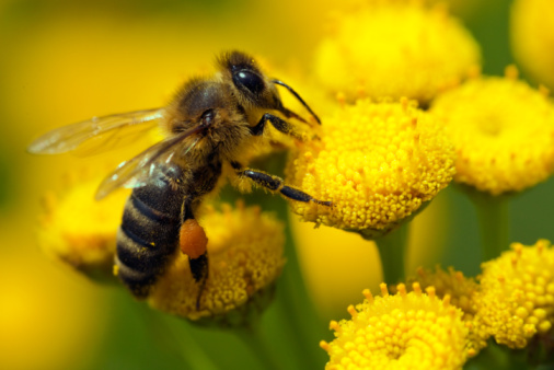 Trattamenti cosmetici al veleno di ape per ringiovanire il viso