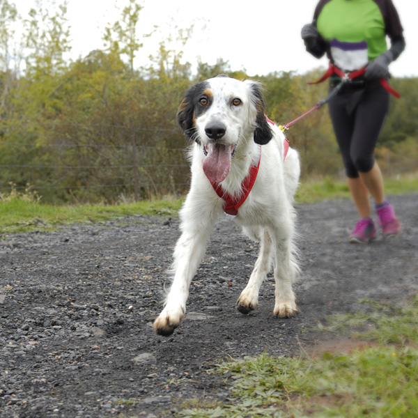 Canicross, lo sport con il cane