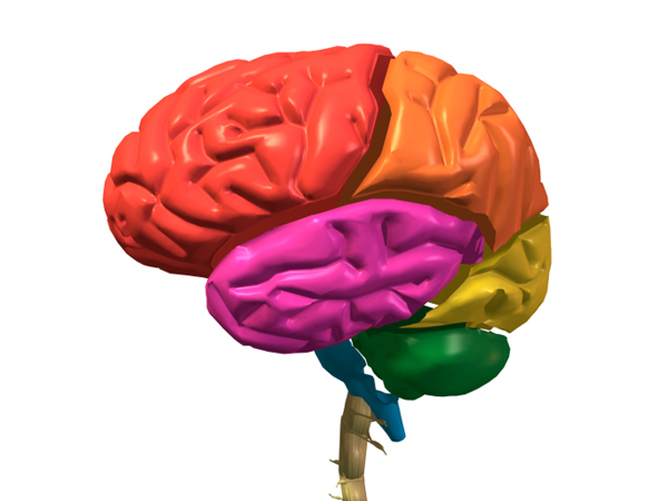 Un cervello in forma migliora la prestazione fisica