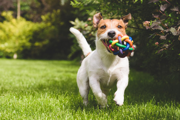 Vivere con un cane migliora la salute del cuore