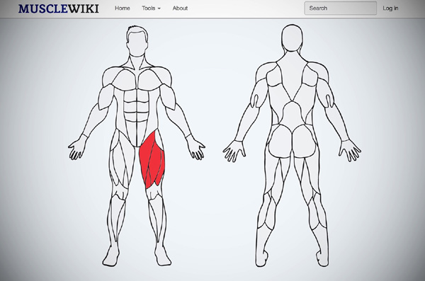 MuscleWiki, dove trovare esercizi ed istruzioni