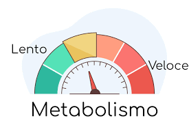 metabolismo lento